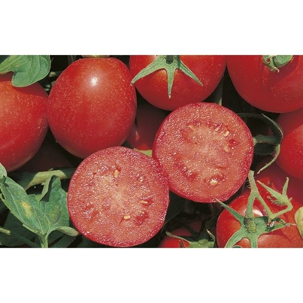 Red Sky F1 Domates Tohumu Hibrit Domates Tohumu resmi