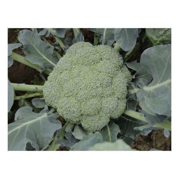 Corato F1 Brokoli Tohumu resmi
