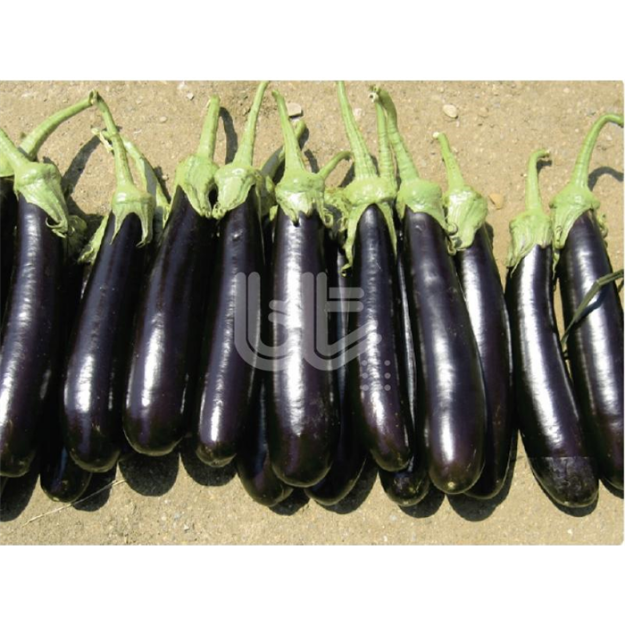Bt Karaok F1 Patlıcan Tohumu resmi