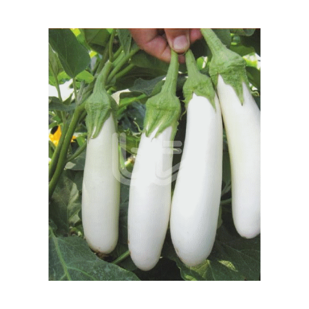 Bt Karbeyaz F1 (Uzun Beyaz) Patlıcan Tohumu resmi