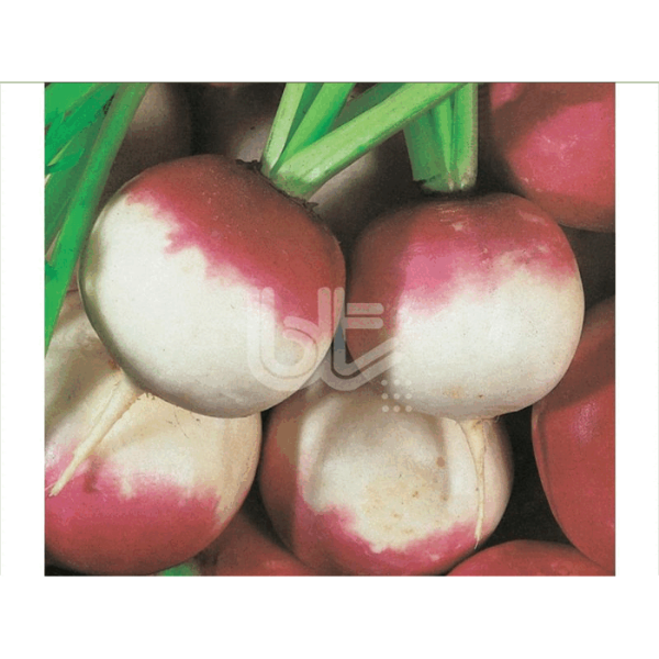 Bt Bur Şal (Şalgam) Turp Tohumu resmi