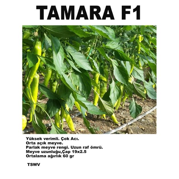 Tamara F1 Acı Çarliston Biber Tohumu resmi