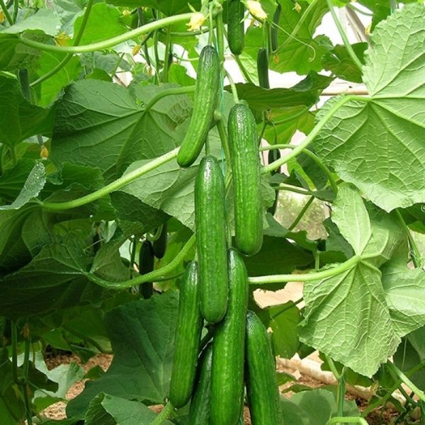 Dörtel F1 Hıyar Tohumu (İkili - Yarı Multi) resmi