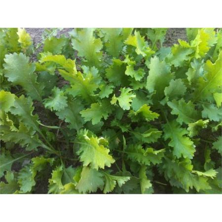 Aster Tere Tohumu (1 Kg) resmi
