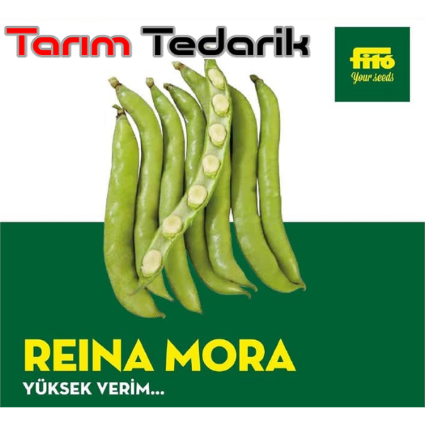 Reina Mora Bakla Tohumu (İthal - Sonbahar) 5 Kg resmi