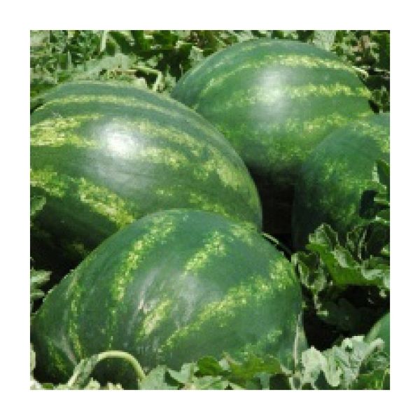 Zeugma F1 Karpuz Tohumu. resmi