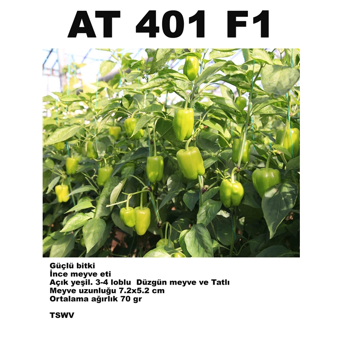 At 401 F1 (Dolma) Biber Fidesi 456'Lık Viyollerde