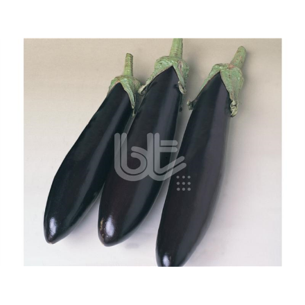 Aydın Siyahı Patlıcan Tohumu resmi
