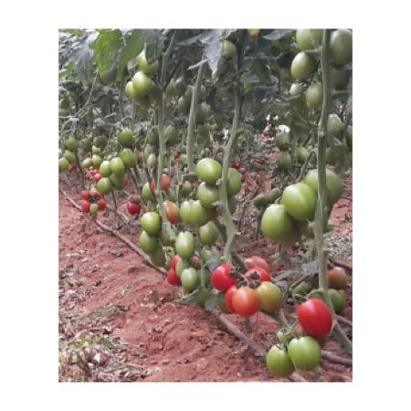 Mtro F1 Domates Tohumu resmi