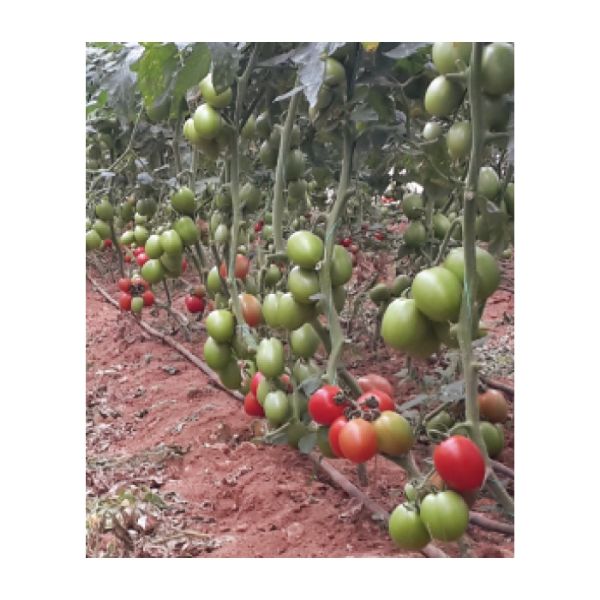 Mtro F1 Domates Tohumu resmi