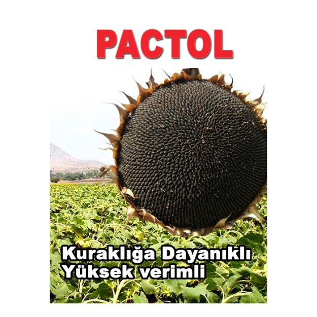 Pactol Ayçiçek Tohumu (10 Kg) resmi