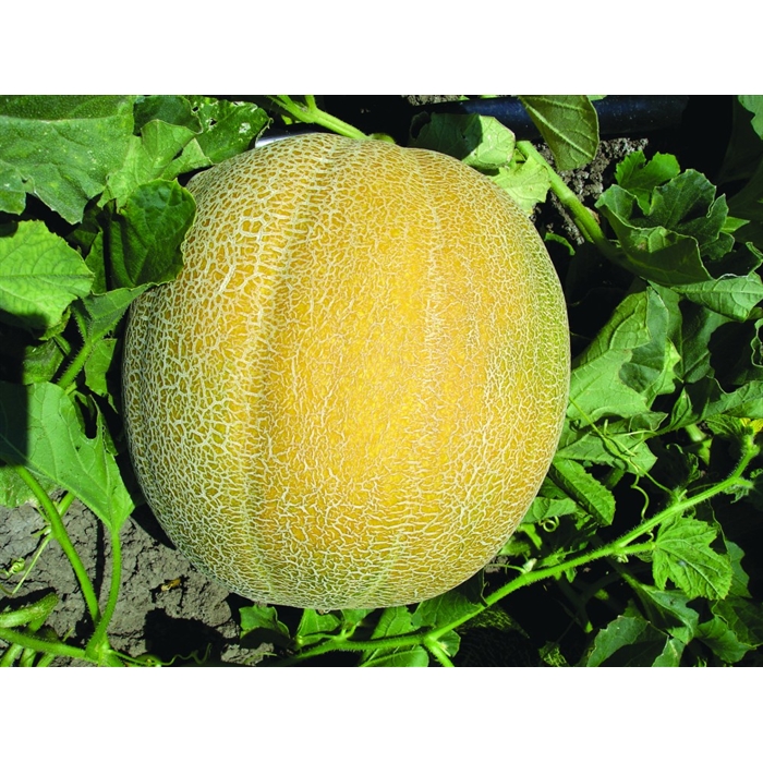 Aksum Fı (Galia) Kavun Fidesi