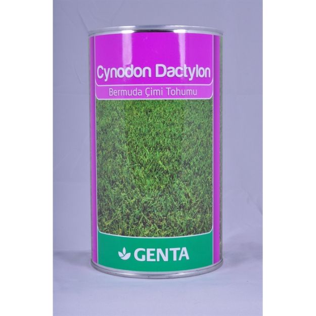 Genta Cynodon Dactylon (Bermuda Çimi) 500 Gr resmi