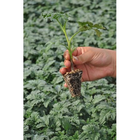 Angora F1 Domates Fidesi resmi