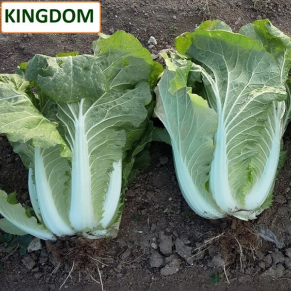 Kingdom F1 Çin Lahanası Tohumu resmi