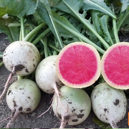 Rido Red F1 Turp Tohumu 500 Gr resmi