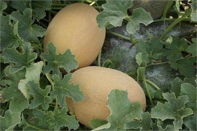 Ahlam F1(Ananas) Kavun Fidesi