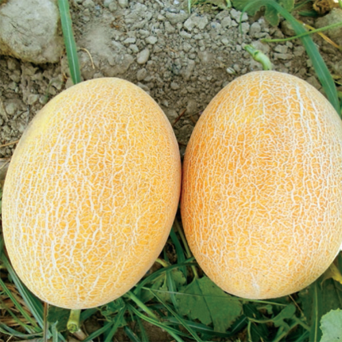 Karna F1 (Ananas) Kavun Fidesi