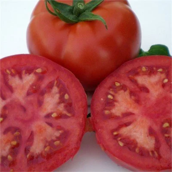 Servet F1 Domates Fidesi resmi