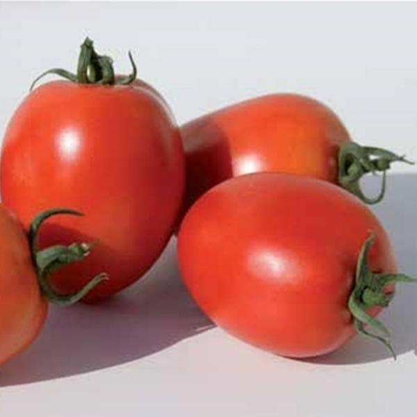 Pegaso F1 Domates Tohumu resmi