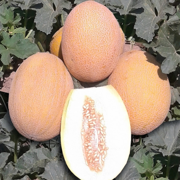 Lokum (Ananas) Kavun Fidesi resmi