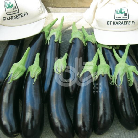 Bt Karaefe F1 Patlıcan Tohumu resmi