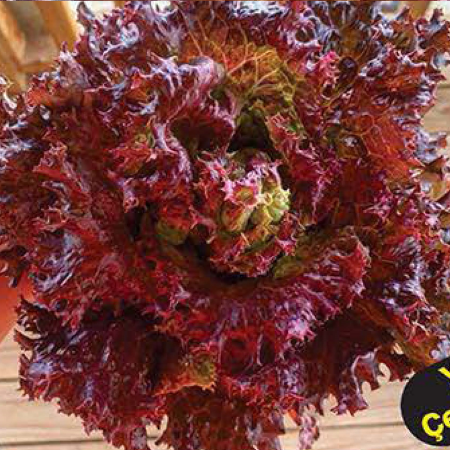 Kırmızı İri Kıvırcık Marul Tohumu 10 Gr resmi