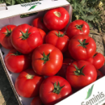 SVTD8033 Domates Tohumu (1000 Adet'lik Paketlerde) resmi
