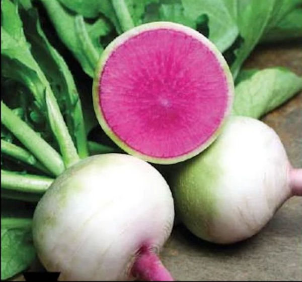 Bt Burçin (Çin Turpu) Turp Tohumu resmi