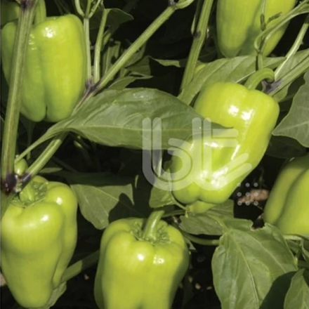 Doru 16 Dolma Biber Tohumu resmi