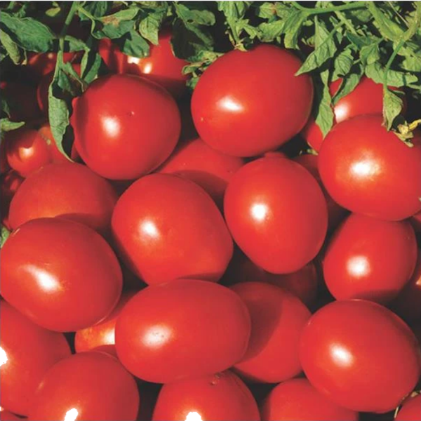 Ab 8058 F1 Domates Tohumu resmi