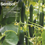 Sembol F1 Hıyar Tohumu resmi