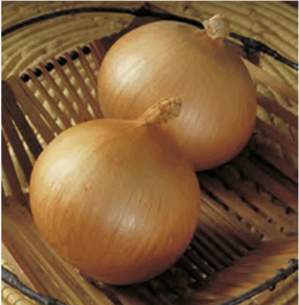 Cimarron F1 (Sarı) Soğan Tohumu resmi