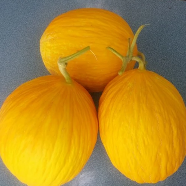 Egnazio F1 Kavun Tohumu (Kanarya) resmi