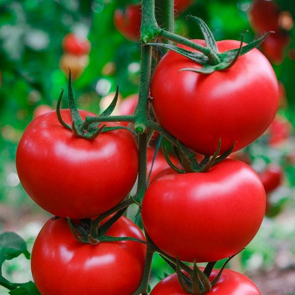 Kuantum F1 Domates Tohumu resmi