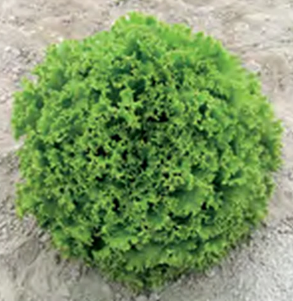 Batuka Marul Tohumu resmi