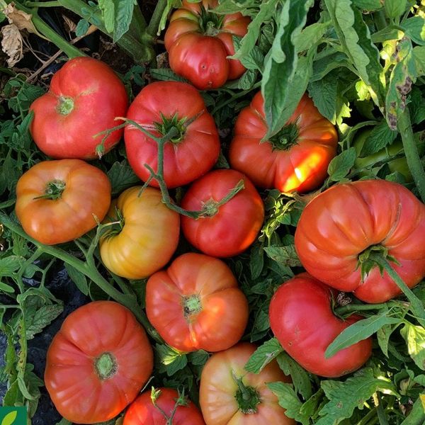 Pembeköy F1 Domates Tohumu resmi