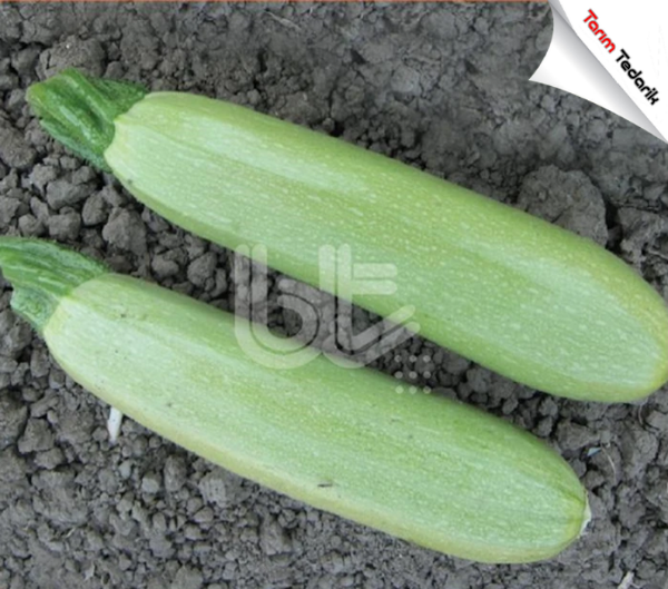Bt 31-13 F1 Kabak Tohumu (25 Gr) resmi