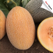 Yeniay F1 Kavun Tohumu (Ananas) resmi