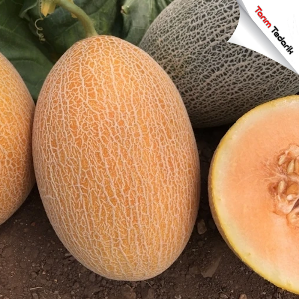 Yeniay F1 Kavun Tohumu (Ananas) resmi