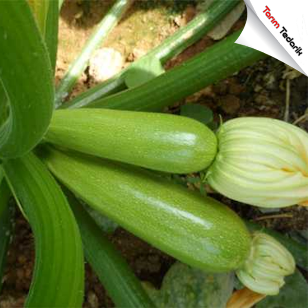 Göksu F1 Kabak Tohumu resmi