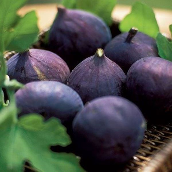 Bursa Moru Fidanı resmi