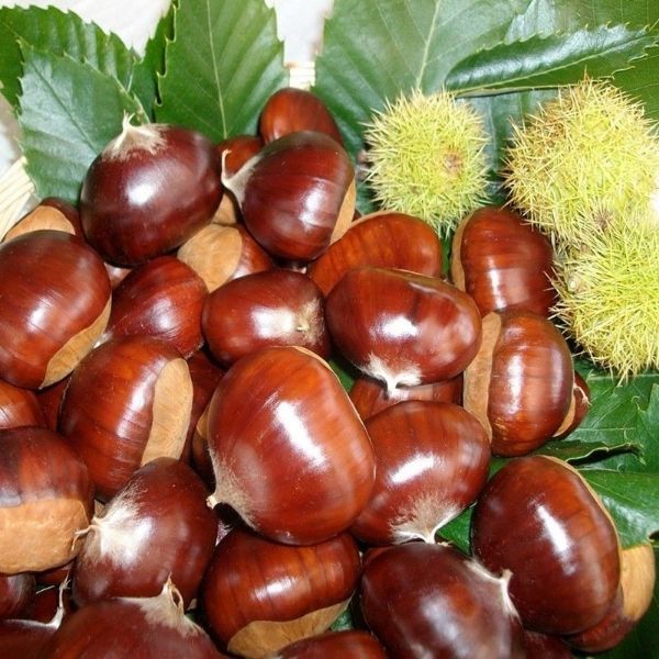 Kara Kemer Kestane resmi