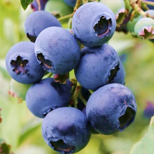 Darrow Fidanı resmi