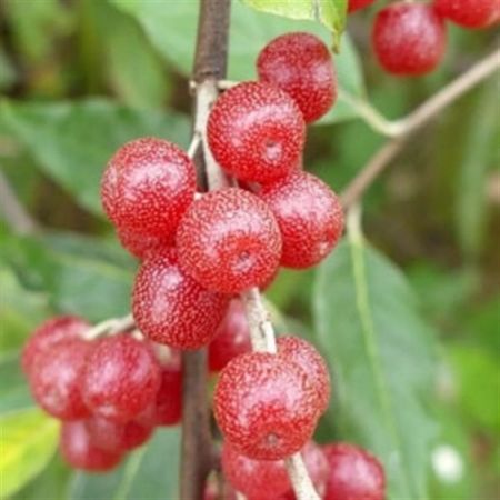 Kırmızı Güz Yemişi resmi