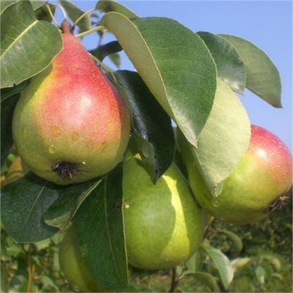 Etrusca Fidanı resmi