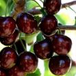 Kordia (cordia) resmi