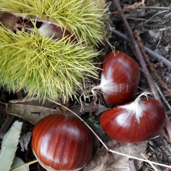 Işıklar Kestane fidanı Fidanı resmi