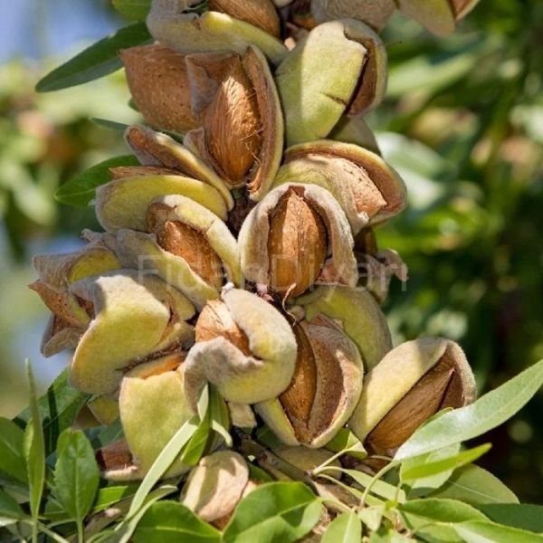 Laurenne Badem Fidanı resmi