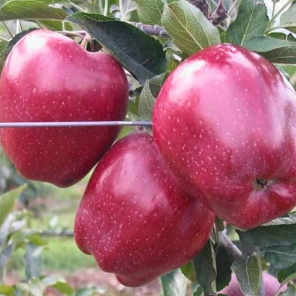 Star Crimson Delicious Elma resmi